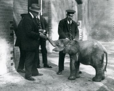 Nouveau-né éléphant pygmée de forêt Tiny, avec ses gardiens Robertson, Stimpson et Milbourn au Zoo de Londres, 1922 - Frederick William Bond